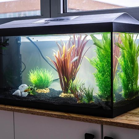 Apartamento Studio Chaleureux Avec Aquarium Marcq-en-Baroeul Exterior foto