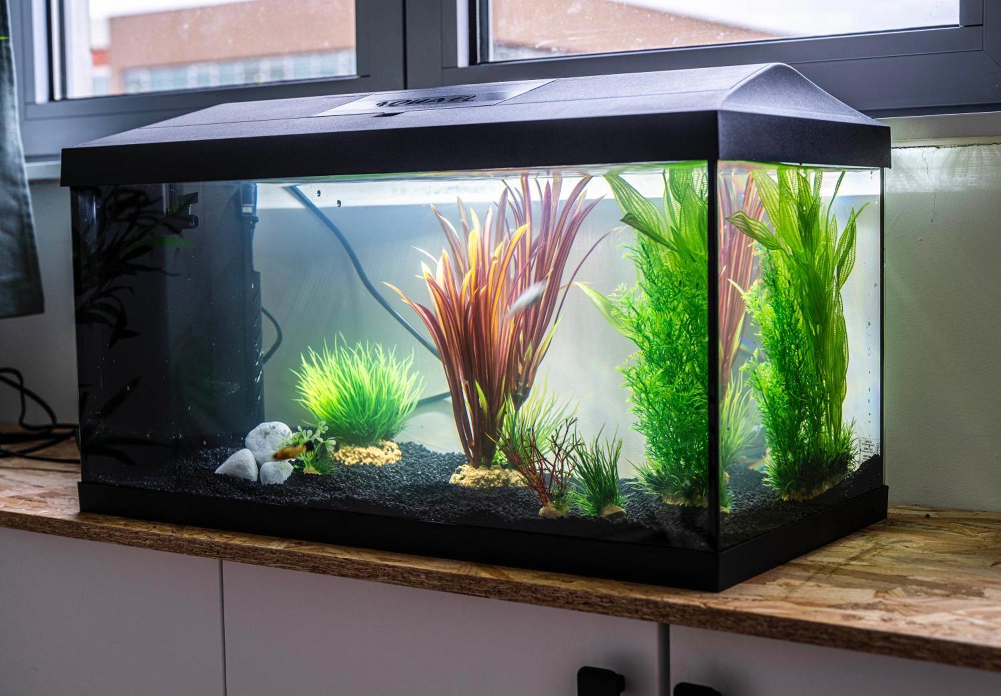 Apartamento Studio Chaleureux Avec Aquarium Marcq-en-Baroeul Exterior foto